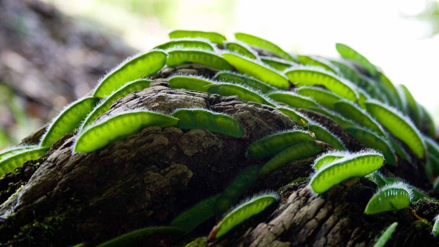 The seeds of a broom are being stuck in the cracks of an old cut down tree. The sun makes them semi-transparant so you can count the seeds inside the pods. Land art uses all elements of nature to get the result aimed for!
